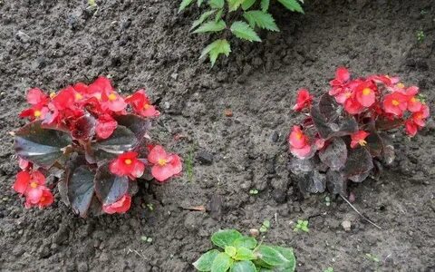 Бегония летом на улице