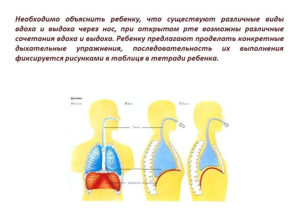 Дыхание через рот через нос. Дифференциация носового и ротового дыхания. Путь воздуха при вдохе и выдохе. Дифференциация ротового и носового дыхания при ринолалии. Фонационное дыхание при ринолалии.