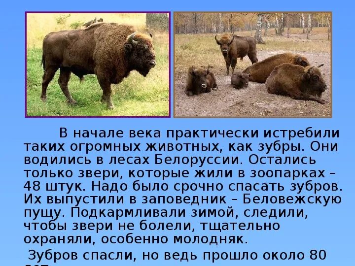 Проект по окружающему миру про зубра Презентация "По следам краснокнижных животных Кавказа"