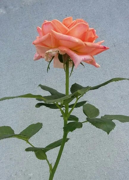 Звука баквеный онализ слова. Разборы цветов. Сочетание цветов с фиолетовым. Эустома ботаническая. Разбор слова.