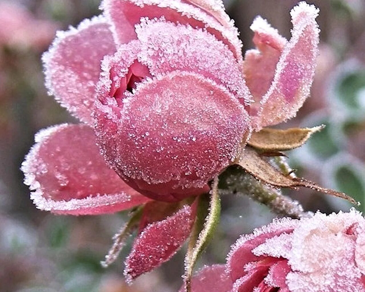 Февральский пейзаж. Цветы зимой. Розовый рассвет зимой. Зимник цветок. Розовый иней.