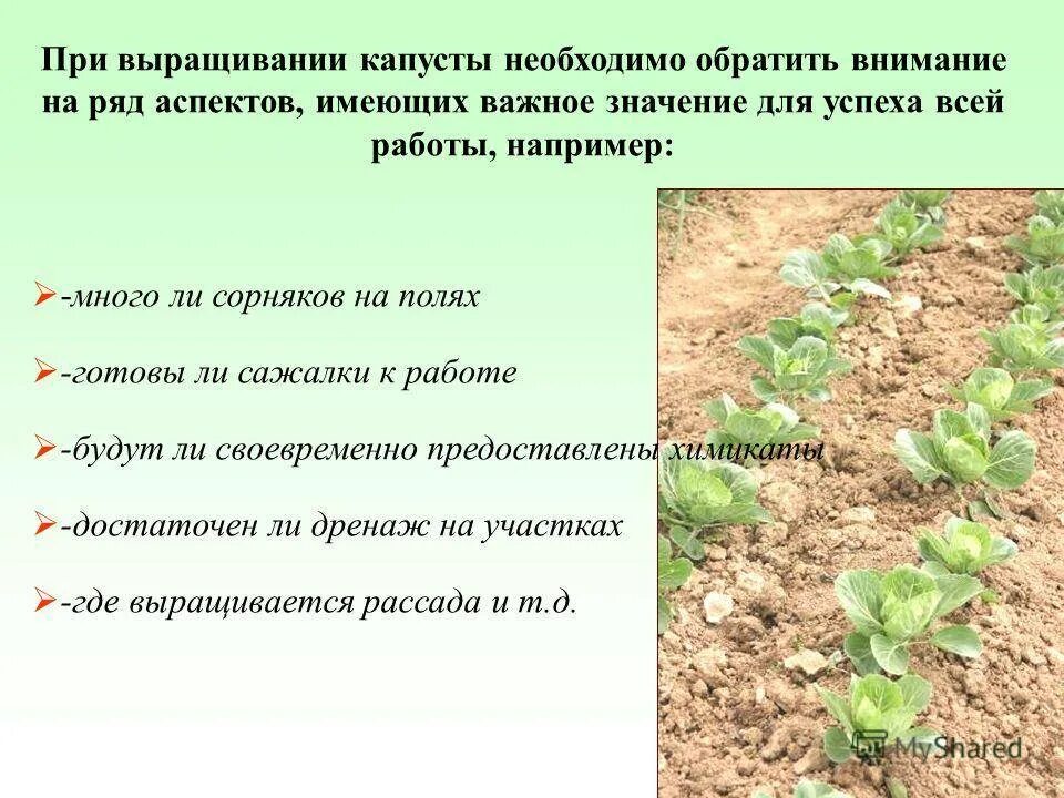Чем подкормить рассаду капусты для роста. Агротехника возделывания капусты. Технология посадки капусты. Агротехнику возделывания капусты,. Этапы развития капусты.