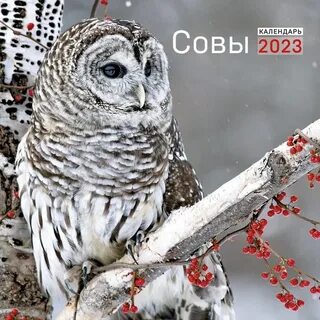 Филин 2023