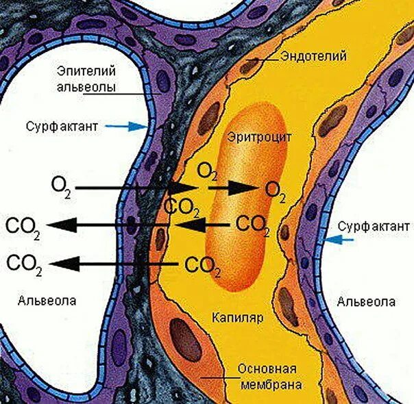 Обмен газов между легочным воздухом и. Сурфактант анатомия. Аэрогематический барьер гистология. Аэрогематический барьер легкого. Барьер между кровью и альвеолярным воздухом.
