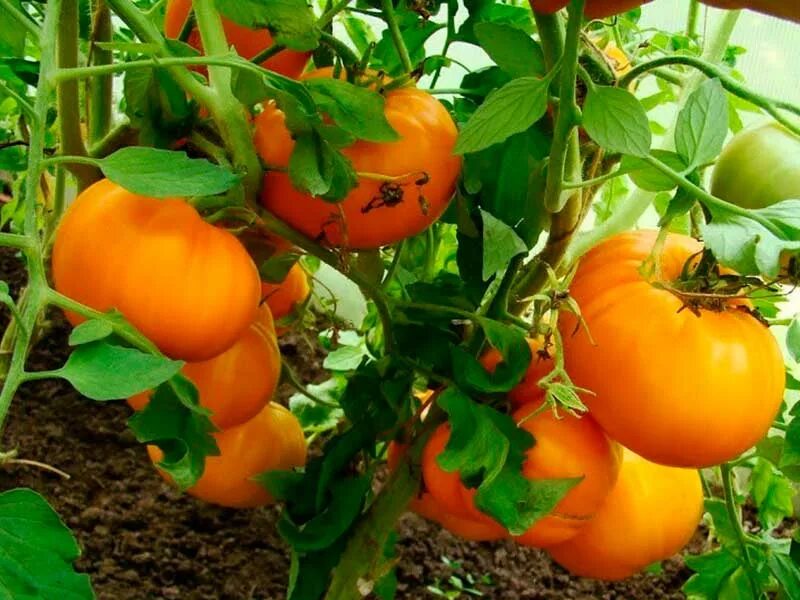Томат Медовый вкус 20шт артикул: 37575 Интернет-магазин товаров для дома и дачи