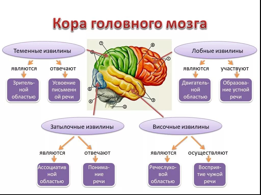 Свойства коры мозга