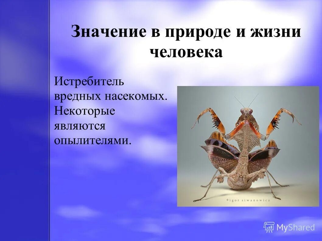 Значение насекомых в жизни. Богомол значение в природе и жизни человека. Отряд богомолы презентация. Значение богомола в природе. Значение богомолов