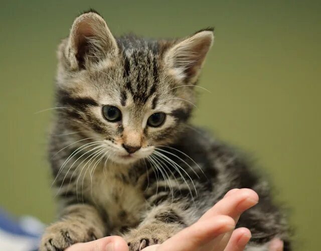 Котенок уход и содержание. Ухаживать за котенком. котик со ухаживать. котята уход. как ухаживать за маленьким котенком.