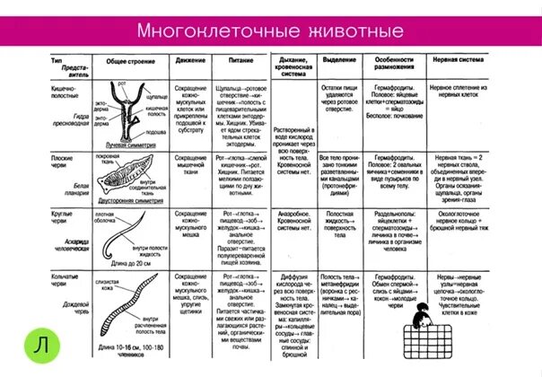МНОГОКЛЕТОЧНЫЕ ЖИВОТНЫЕ Держи удобные таблицы, в которой есть всё 