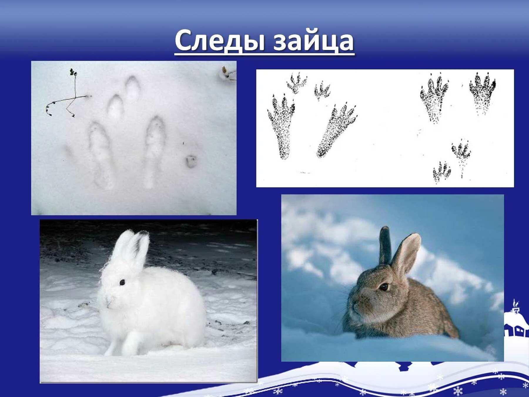 Зайчик пути. Следы зайца беляка и зайца русака. Следы зайца. Следы зайца на снегу. Следы животных на снегу зайца.