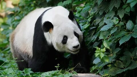 Wild pandas