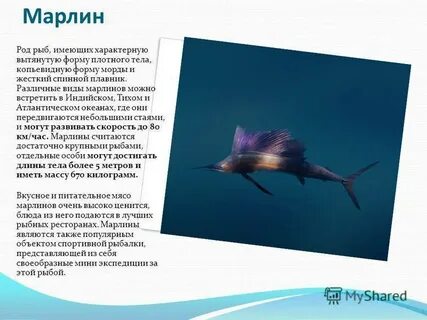 Marlin перевод