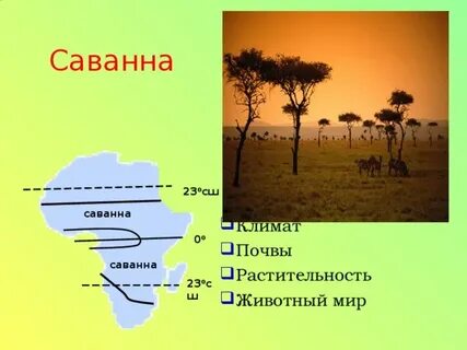 Саванна какой климатический пояс