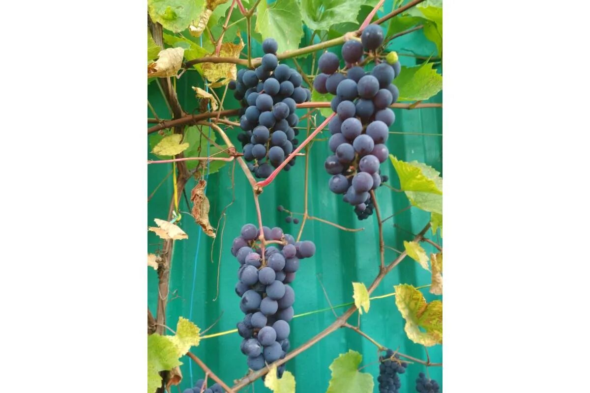 Виноград неукрывной альфа. Виноград вариант. Виноград вариант. Виноград вариант. Виноград сорт монастырский.