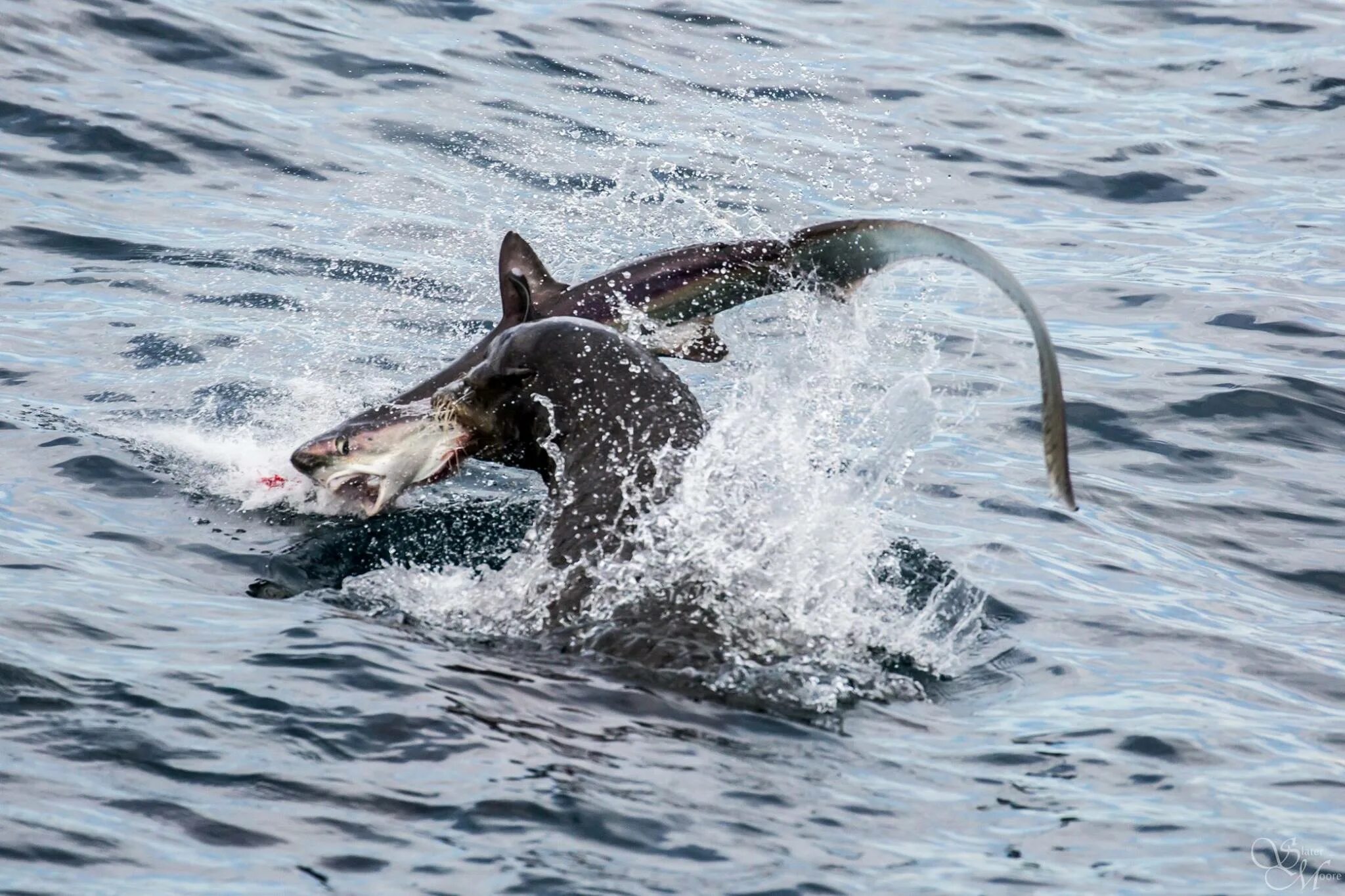 Морской нападение. Морской леопард против касатки. Лисья акула. Водные хищники.