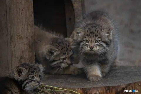 Котята манула в новосибирском зоопарке