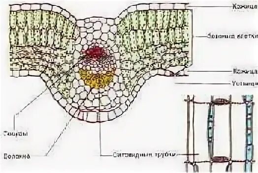 Поперечный лист фикуса. Срез листа камелии под микроскопом. поперечный срез листа олеандра. поперечный срез листа фикуса. поперечный срез листа валлиснерии.