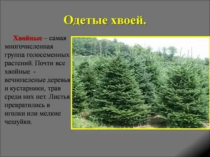 Группа растений хвойные число видов