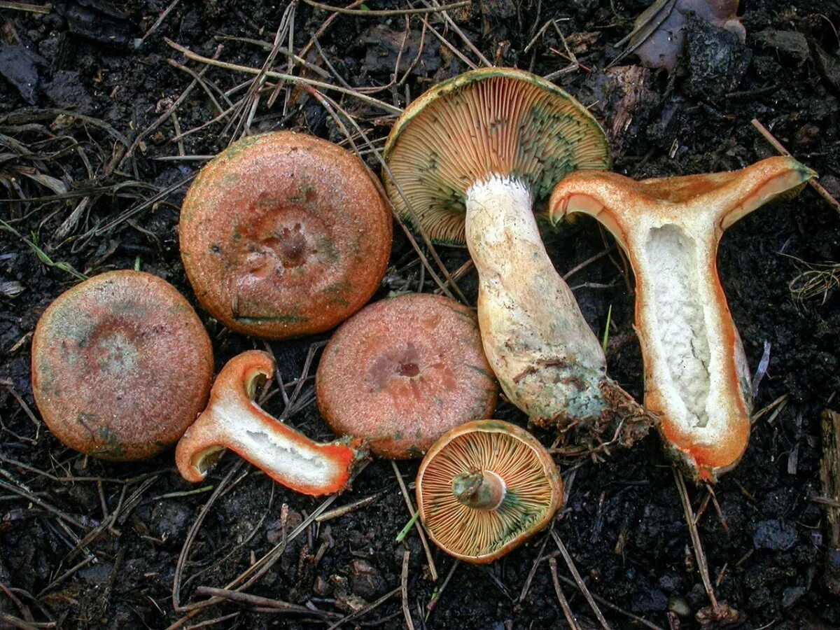 Млечник рыжик гриб. Рыжик сосновый/боровой (lactarius deliciosus);. Рыжие грибы. Рыжик сосновый/боровой (lactarius deliciosus);. Рыжик сосновый/боровой (lactarius deliciosus);.