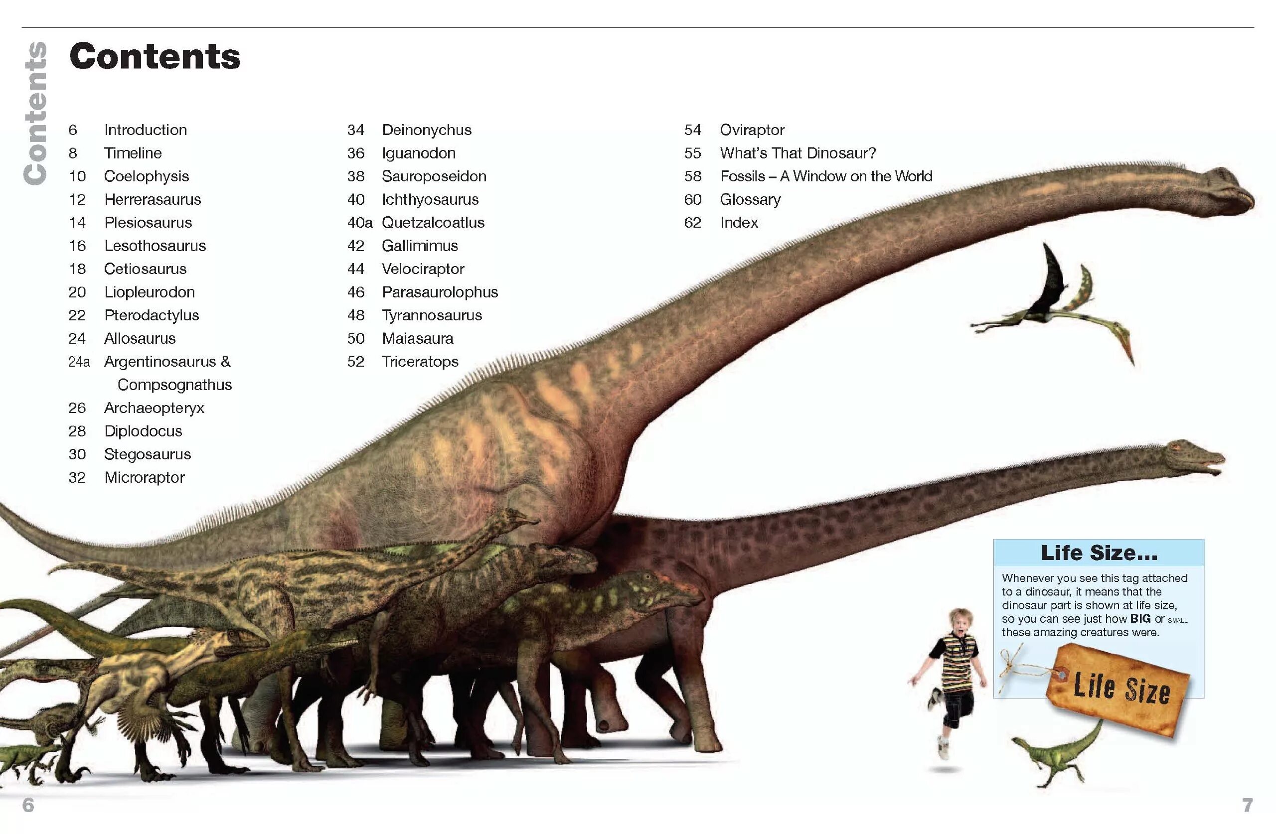 Сравнение динозавров. Гигантозавр зауропод. Диплодок и Тиранозавр сравнение размеров. Брахиозавр и Тираннозавр. Размеры динозавров.