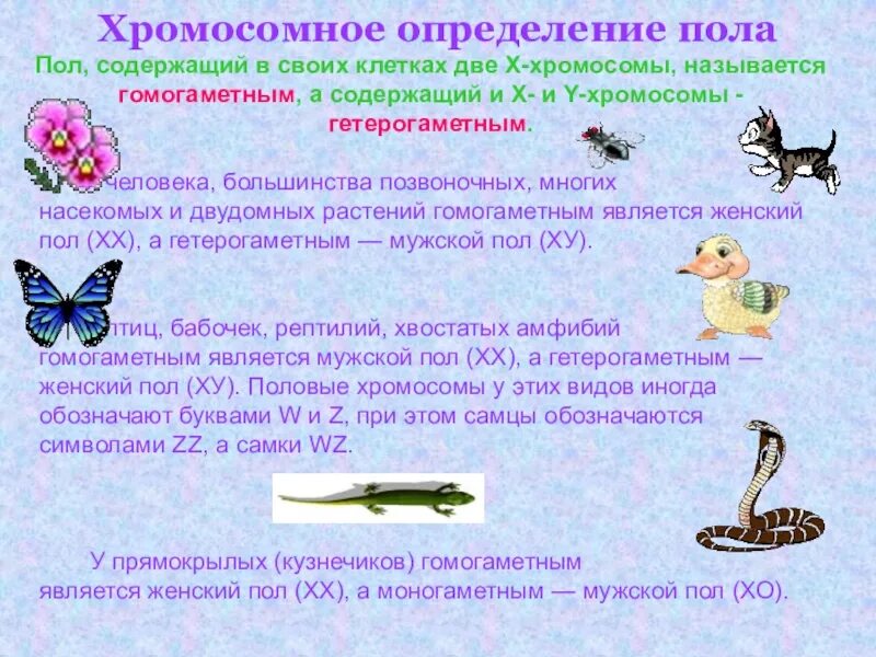 Гомогаметный пол и гетерогаметный пол это. У кур женский пол гетерогаметен. Типы хромосомного определения пола гетерогаметность. Гомогаметность и гетерогаметность пола. Гетерогаметный пол мужской пример.