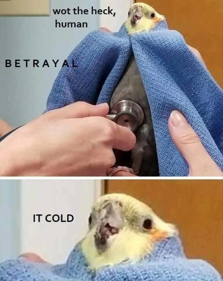 Parrot memes. Кот радуется хозяину. Картинки обалдеть какая красота. Котик ждет. Вот те на фото.