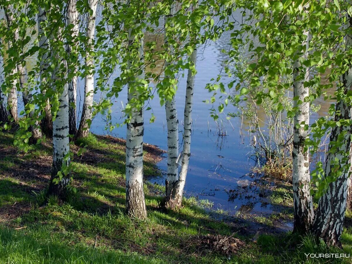 Береза живая природа. Озеро Березовое Березово. Березовая роща Тутаев. Березовая роща деревня. Берёзовая роща Каменск-Уральский.