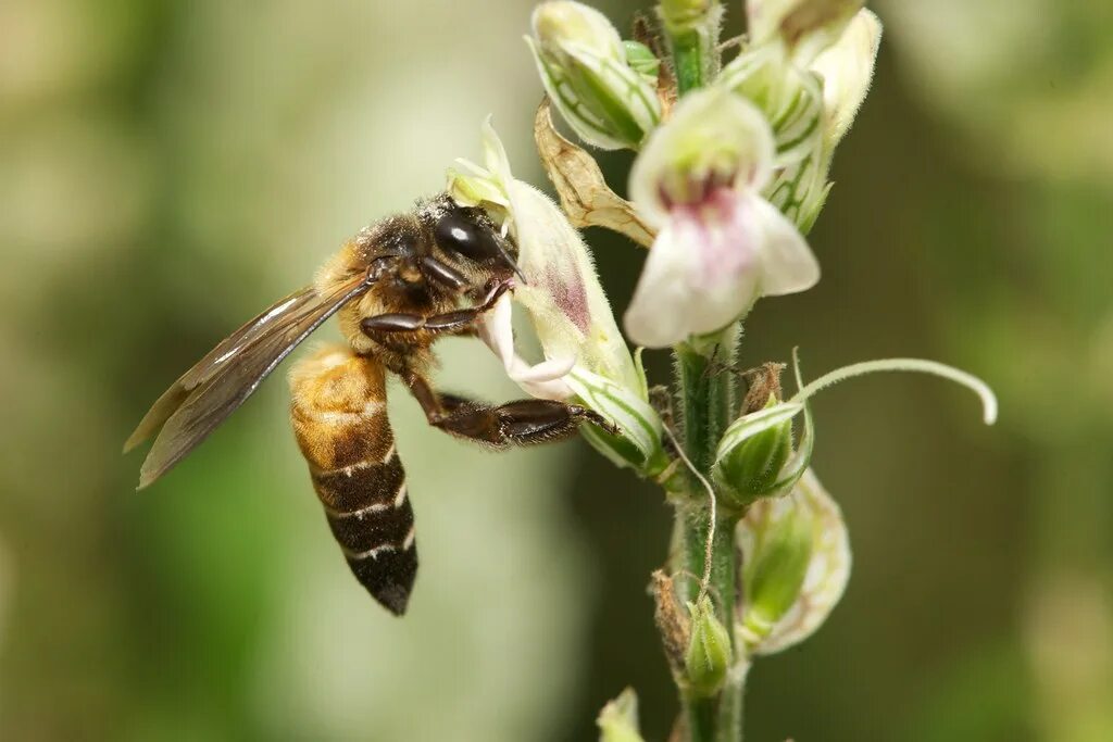 Среднерусская медоносная пчела. Apis wiki. Apis wiki. Большая индийская пчела. Apis wiki.