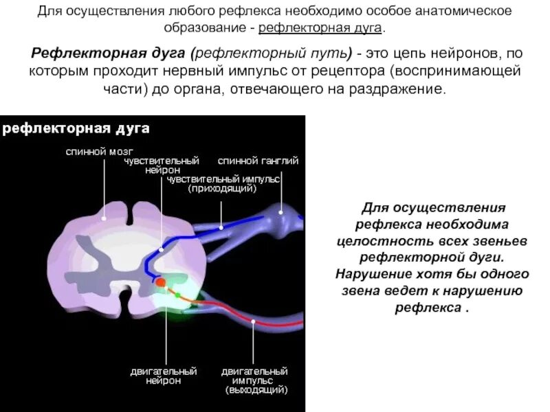 Нервно рефлекторная реакция. Многонейронные рефлекторные дуги. Рефлекторные дуги нейронные цепи. Передача импульса по рефлекторной дуге. Нейронная дуга.