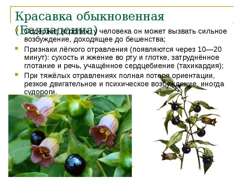 Белладонна растение фото и описание как выглядит Минэкологии предупреждает: в Подмосковье плодоносят ядовитые растения