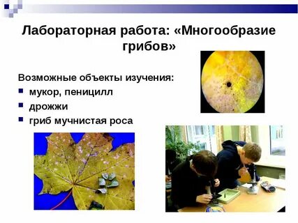Лабораторная работа многообразие