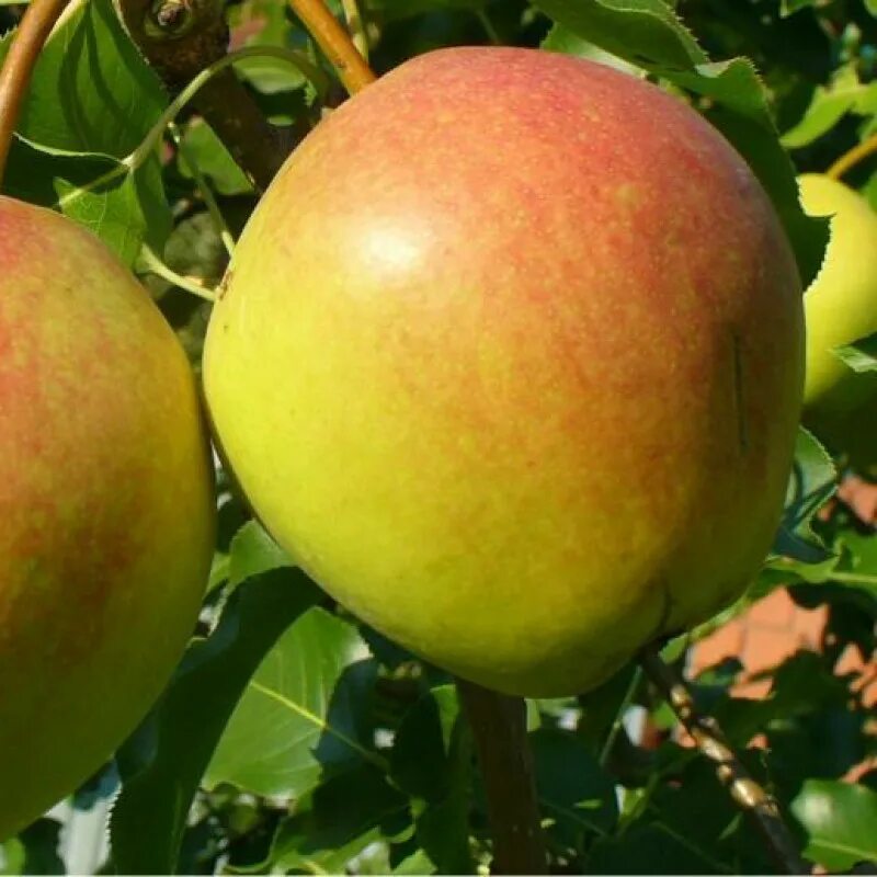 Круглая краснобокая среднеспелая сорт груши. Груша обыкновенная краснобокая. Груша сорт краснобокая описание фото. Сорт груши краснобокая зимняя. Груша сорт краснобокая описание фото.