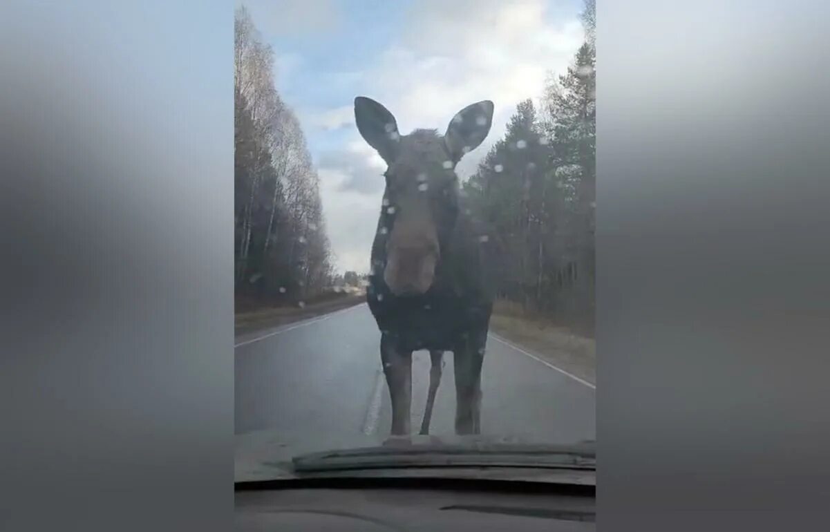 Лось фото. Большие лоси на дороге.