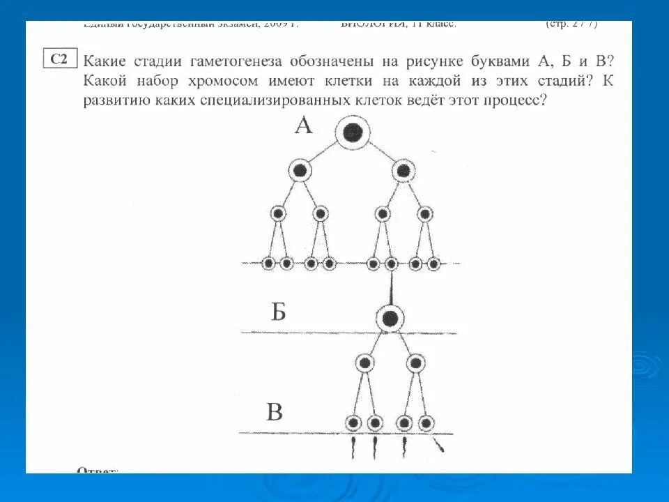 Гаметогенез схема ЕГЭ. Фазы гаметогенеза задания по схеме. Схема гаметогенеза ЕГЭ биология. 11 Класс биология ЕГЭ гаметогенез.