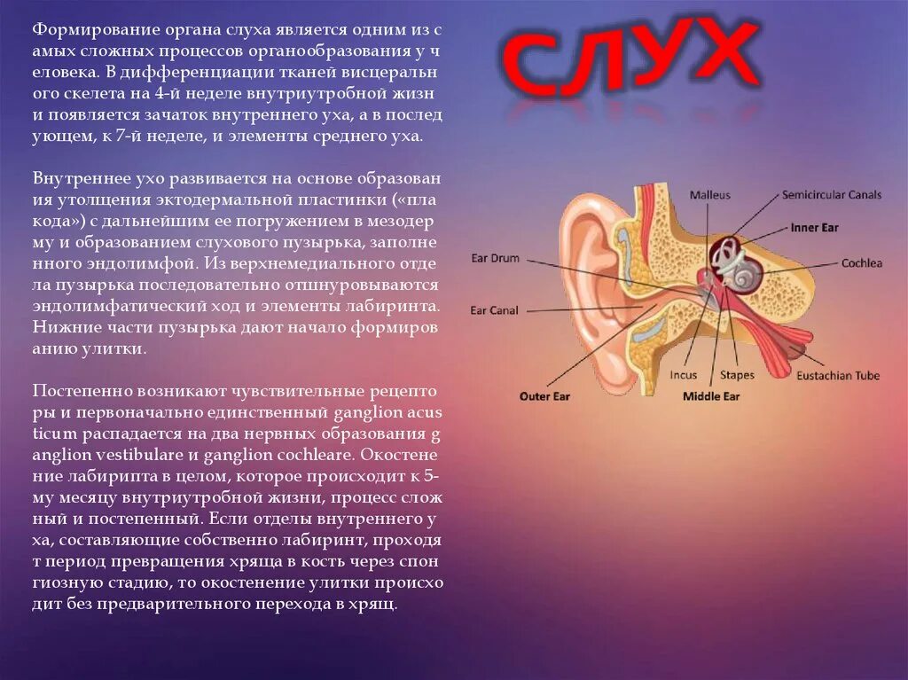 К органу слуха относят. Сообщение о органе слуха. Формирование органа слуха. Внутриутробное формирование органа слуха. Презентация орган слуха.