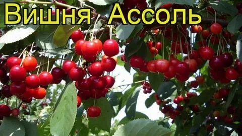 Вишня для подмосковья лучшие сорта устойчивые