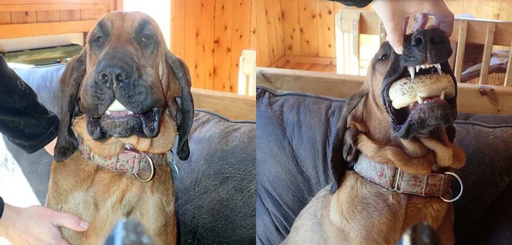 19 забавных. Картинки котика из картинок котика. 19 забавных. Глупая собака. 19 забавных.