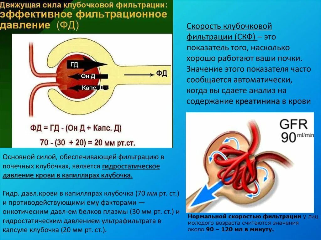 Какую кровь фильтруют почки. Клубочковая фильтрация. Клубочковая фильтрация почек. Эффективное фильтрационное давление. Механизм клубочковой фильтрации физиология.