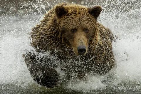 Bears fishing