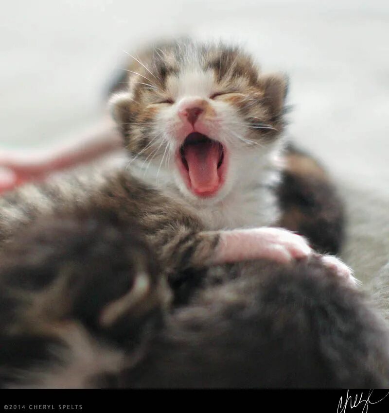 Котенок зевает. Милые котята зевают. Маленькие котята зевают. Милый котенок зевает. Ее хорошенькая с чуть