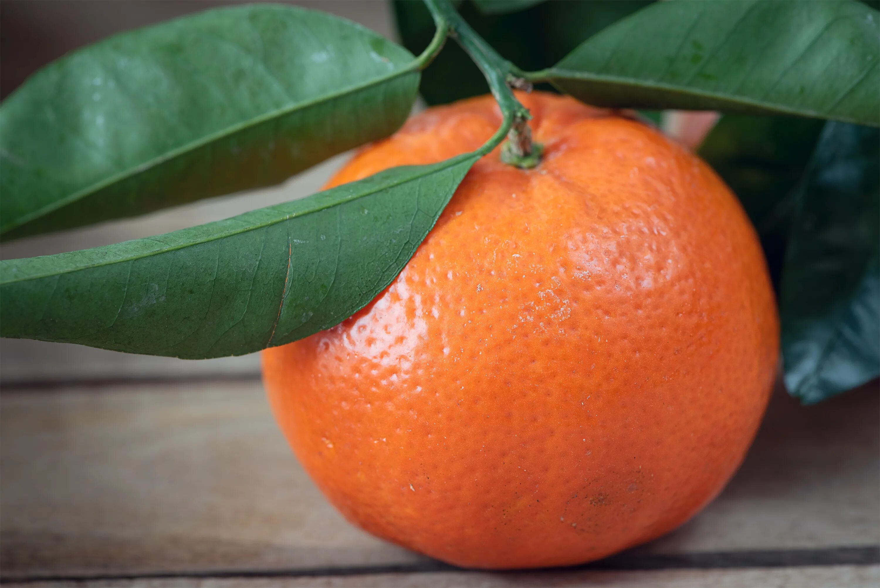 Апельсин фрукт или ягода. Мандрин. Мандарин (фрукт). Мандаринка фрукт. Чучучарлиз мандарин.