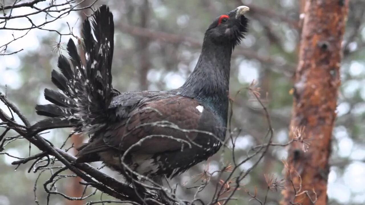 Глухарь - Capercaillie. Токовище тетеревов. Таежный Глухарь токует Глухарка. Токование глухарей. Копченый глухарь