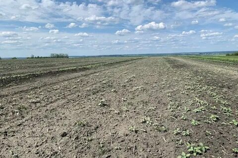 Еремино поле кфх