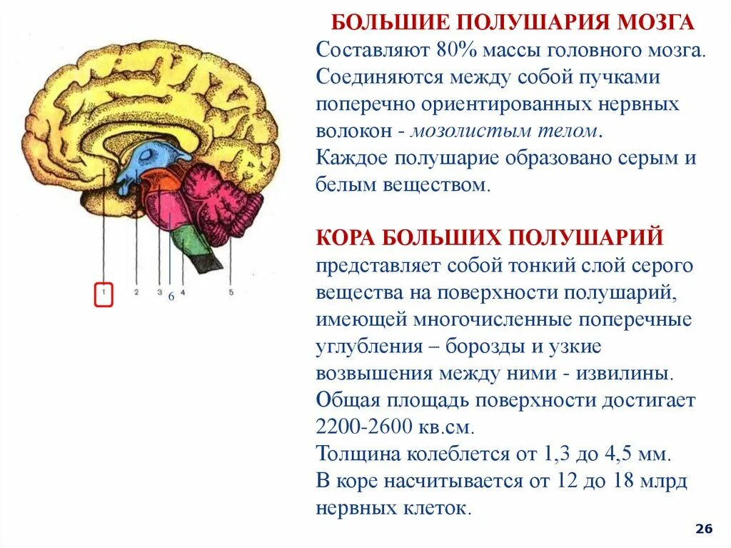 Головной мозг состоит из двух полушарий. Функции коры больших полушарий головного мозга. строение больших полушарий мозга кратко. кора больших полушарий головного мозга строение и функции. строение коры больших полушарий мозга кратко.