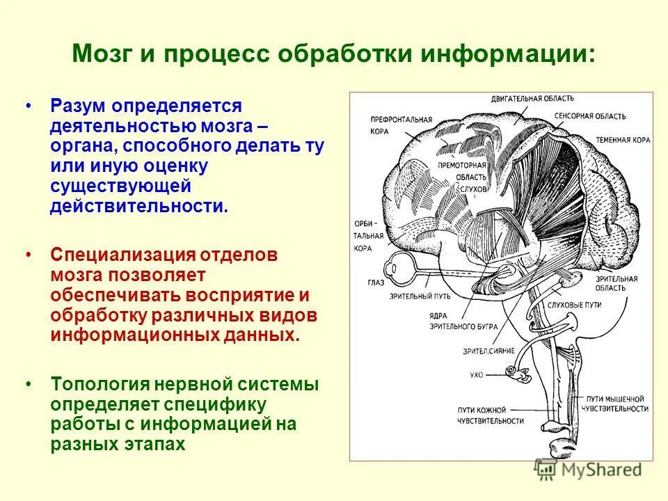 Центр голода в головном мозге. Функциональная несформированность лобных отделов мозга. Процесс обработки информации мозгом. Отдел мозга отвечающий за обработку информации. Функции мозга по отделам.