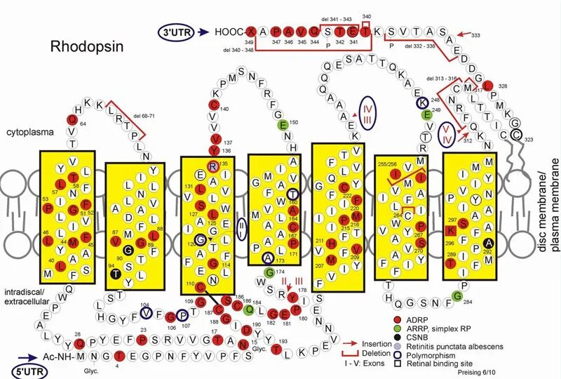 Содержат пигмент родопсин. Rhodopsin. Родопсин. Rhodopsin structure.