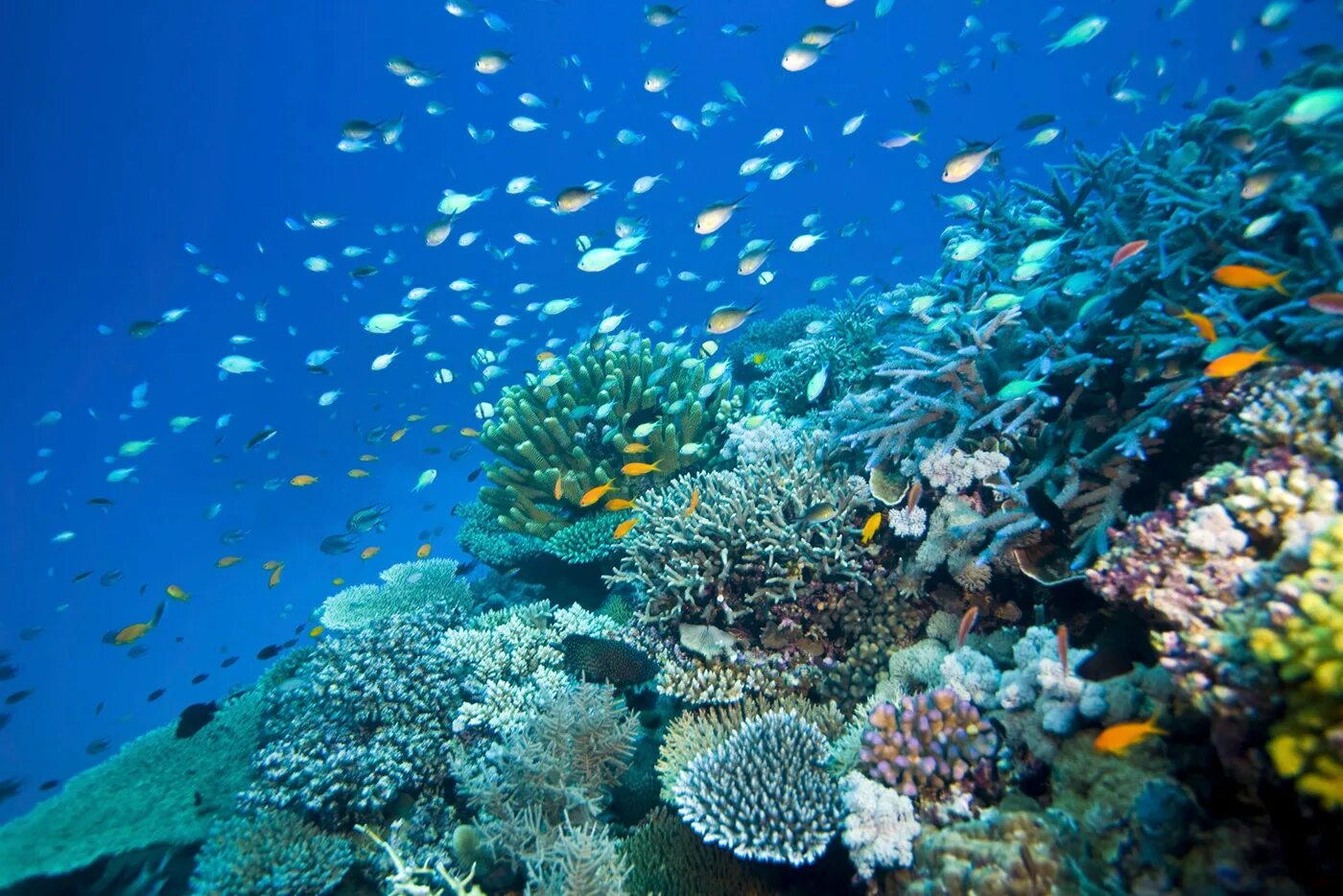 Большой Барьерный риф Австралия. Коралловый Барьерный риф в Австралии. Кораллы большого барьерного рифа Австралия. Риф Нингалу.