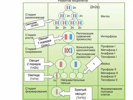 Гаметогенез хромосомный набор