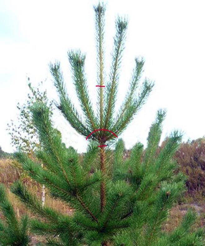 Верхушки деревьев. Верхушки сосен. Макушка сосны. Ветка сосны. Линдуловская роща сосны.