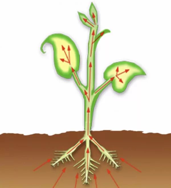Передвижение воды в корне. Передвижение Минеральных веществ в растении. Транспорт воды и Минеральных веществ в растении. Движение воды и Минеральных веществ по растению. Цветок с корнем.